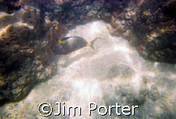 Photo taken of an Orangespine Surgeonfish at Hanauma Bay,... by Jim Porter 